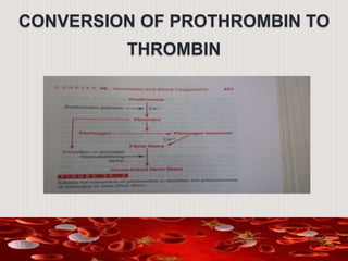 CONVERSION OF PROTHROMBIN TO
THROMBIN
 