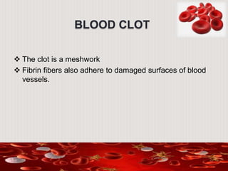 BLOOD CLOT
 The clot is a meshwork
 Fibrin fibers also adhere to damaged surfaces of blood
vessels.
 