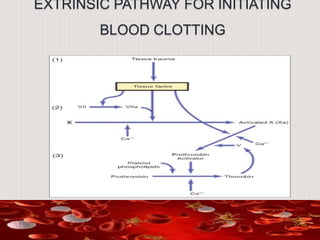 EXTRINSIC PATHWAY FOR INITIATING
BLOOD CLOTTING
 