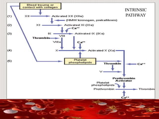 INTRINSIC PATHWAY FOR INITIATING
BLOOD CLOTTING
INTRINSIC
PATHWAY
 