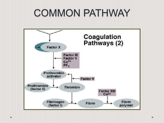 COMMON PATHWAY
 