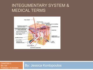 Integumentary System & Medical Terms By: Jessica Kontopoulos CHAPTER 3 Bio 120 Professor: R Abdullah 