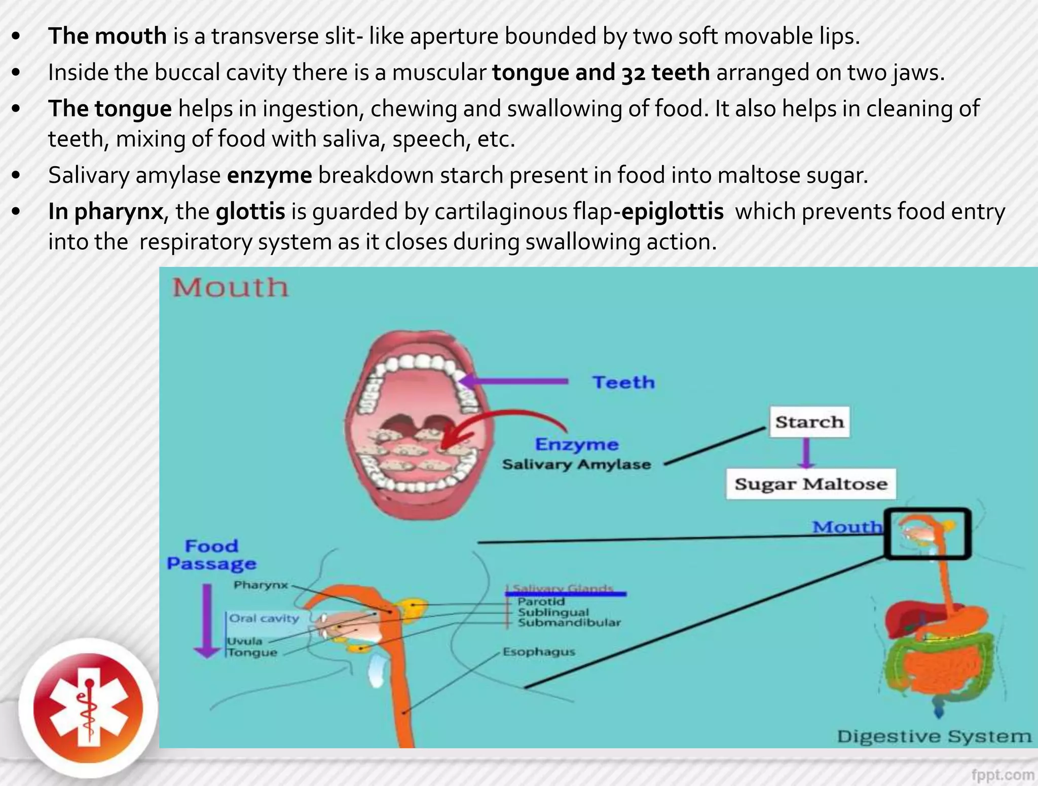 • The mouth is a transverse slit- like aperture bounded by two soft movable lips.
• Inside the buccal cavity there is a muscular tongue and 32 teeth arranged on two jaws.
• The tongue helps in ingestion, chewing and swallowing of food. It also helps in cleaning of
teeth, mixing of food with saliva, speech, etc.
• Salivary amylase enzyme breakdown starch present in food into maltose sugar.
• In pharynx, the glottis is guarded by cartilaginous flap-epiglottis which prevents food entry
into the respiratory system as it closes during swallowing action.
 