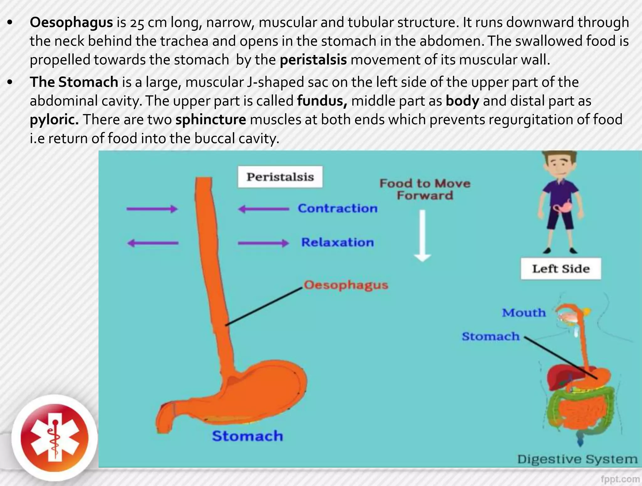• Oesophagus is 25 cm long, narrow, muscular and tubular structure. It runs downward through
the neck behind the trachea and opens in the stomach in the abdomen.The swallowed food is
propelled towards the stomach by the peristalsis movement of its muscular wall.
• The Stomach is a large, muscular J-shaped sac on the left side of the upper part of the
abdominal cavity.The upper part is called fundus, middle part as body and distal part as
pyloric. There are two sphincture muscles at both ends which prevents regurgitation of food
i.e return of food into the buccal cavity.
 