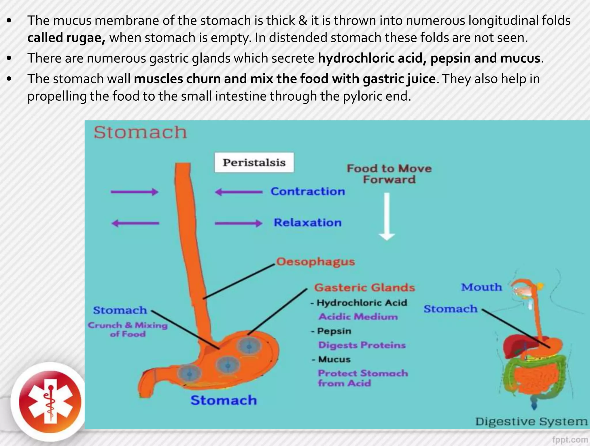 • The mucus membrane of the stomach is thick & it is thrown into numerous longitudinal folds
called rugae, when stomach is empty. In distended stomach these folds are not seen.
• There are numerous gastric glands which secrete hydrochloric acid, pepsin and mucus.
• The stomach wall muscles churn and mix the food with gastric juice.They also help in
propelling the food to the small intestine through the pyloric end.
 