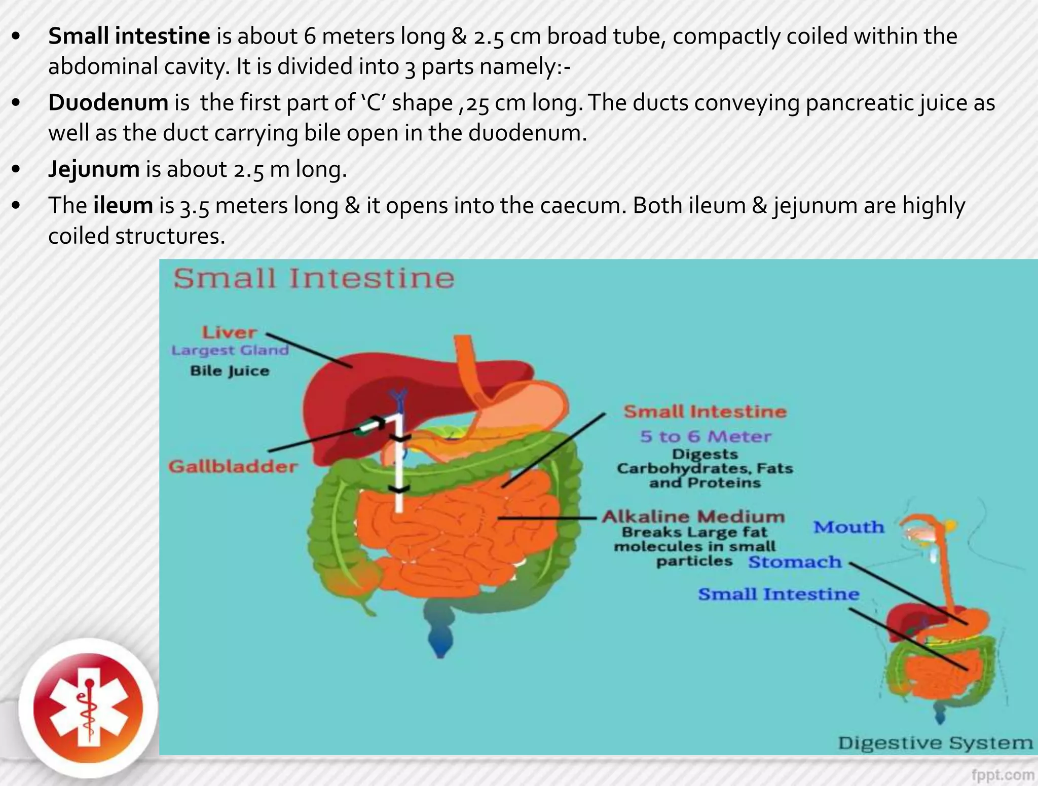 • Small intestine is about 6 meters long & 2.5 cm broad tube, compactly coiled within the
abdominal cavity. It is divided into 3 parts namely:-
• Duodenum is the first part of ‘C’ shape ,25 cm long.The ducts conveying pancreatic juice as
well as the duct carrying bile open in the duodenum.
• Jejunum is about 2.5 m long.
• The ileum is 3.5 meters long & it opens into the caecum. Both ileum & jejunum are highly
coiled structures.
 
