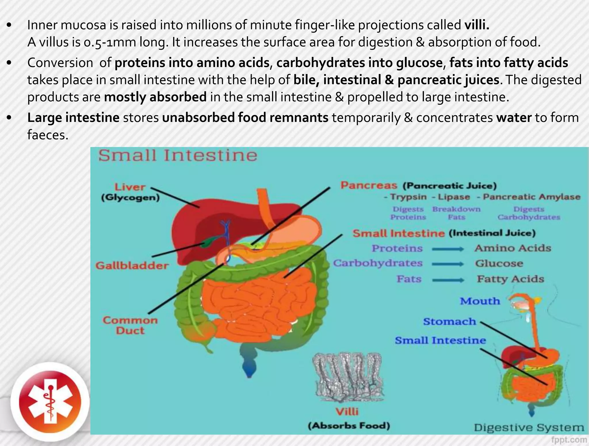 • Inner mucosa is raised into millions of minute finger-like projections called villi.
A villus is 0.5-1mm long. It increases the surface area for digestion & absorption of food.
• Conversion of proteins into amino acids, carbohydrates into glucose, fats into fatty acids
takes place in small intestine with the help of bile, intestinal & pancreatic juices.The digested
products are mostly absorbed in the small intestine & propelled to large intestine.
• Large intestine stores unabsorbed food remnants temporarily & concentrates water to form
faeces.
 