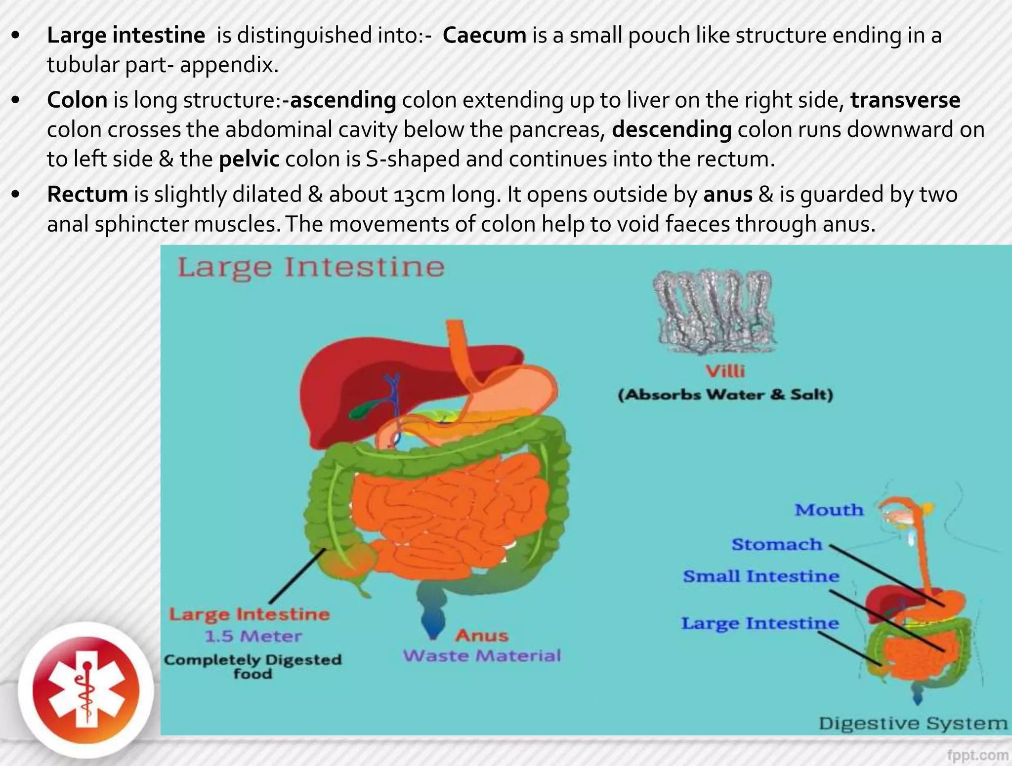 • Large intestine is distinguished into:- Caecum is a small pouch like structure ending in a
tubular part- appendix.
• Colon is long structure:-ascending colon extending up to liver on the right side, transverse
colon crosses the abdominal cavity below the pancreas, descending colon runs downward on
to left side & the pelvic colon is S-shaped and continues into the rectum.
• Rectum is slightly dilated & about 13cm long. It opens outside by anus & is guarded by two
anal sphincter muscles.The movements of colon help to void faeces through anus.
 