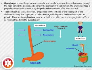 • Oesophagus is 25 cm long, narrow, muscular and tubular structure. It runs downward through
the neck behind the trachea and opens in the stomach in the abdomen.The swallowed food is
propelled towards the stomach by the peristalsis movement of its muscular wall.
• The Stomach is a large, muscular J-shaped sac on the left side of the upper part of the
abdominal cavity.The upper part is called fundus, middle part as body and distal part as
pyloric. There are two sphincture muscles at both ends which prevents regurgitation of food
i.e return of food into the buccal cavity.
 