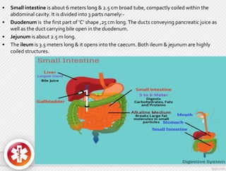 • Small intestine is about 6 meters long & 2.5 cm broad tube, compactly coiled within the
abdominal cavity. It is divided into 3 parts namely:-
• Duodenum is the first part of ‘C’ shape ,25 cm long.The ducts conveying pancreatic juice as
well as the duct carrying bile open in the duodenum.
• Jejunum is about 2.5 m long.
• The ileum is 3.5 meters long & it opens into the caecum. Both ileum & jejunum are highly
coiled structures.
 