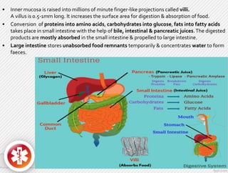 • Inner mucosa is raised into millions of minute finger-like projections called villi.
A villus is 0.5-1mm long. It increases the surface area for digestion & absorption of food.
• Conversion of proteins into amino acids, carbohydrates into glucose, fats into fatty acids
takes place in small intestine with the help of bile, intestinal & pancreatic juices.The digested
products are mostly absorbed in the small intestine & propelled to large intestine.
• Large intestine stores unabsorbed food remnants temporarily & concentrates water to form
faeces.
 
