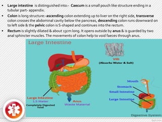 • Large intestine is distinguished into:- Caecum is a small pouch like structure ending in a
tubular part- appendix.
• Colon is long structure:-ascending colon extending up to liver on the right side, transverse
colon crosses the abdominal cavity below the pancreas, descending colon runs downward on
to left side & the pelvic colon is S-shaped and continues into the rectum.
• Rectum is slightly dilated & about 13cm long. It opens outside by anus & is guarded by two
anal sphincter muscles.The movements of colon help to void faeces through anus.
 