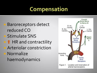  Baroreceptors detect
reduced CO
 Stimulate SNS
 HR and contractility
 Arteriolar constriction
 Normalize
haemodynamics
 