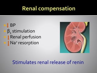  BP
 β1 stimulation
 Renal perfusion
 Na+ resorption
Stimulates renal release of renin
 