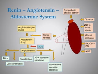 Renin – Angiotensin –
Aldosterone System
Sympathetic
efferent activity
Diuretics
Na to
distal
tubule
Renal
perfusion
K+, Ca++
PGl
ANP
Renin
release
Angiotensinogen
(liver)
Angiotensin I
(lung)
Angiotensin II
ACE
Thirst
Vasoconstriction
Na retention
Aldosterone
secretion
(adrenal)
ADH secretion
(pituitary)
 