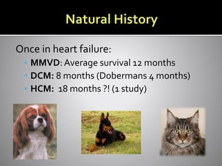 Once in heart failure:
 MMVD: Average survival 12 months
 DCM: 8 months (Dobermans 4 months)
 HCM: 18 months ?! (1 study)
 
