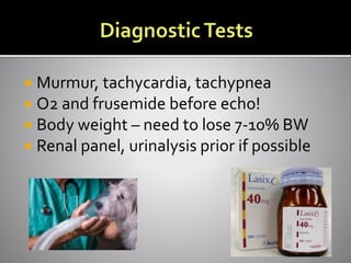  Murmur, tachycardia, tachypnea
 O2 and frusemide before echo!
 Body weight – need to lose 7-10% BW
 Renal panel, urinalysis prior if possible
 
