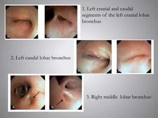 1. Left cranial and caudal
segments of the left cranial lobar
bronchus
2. Left caudal lobar bronchus
3. Right middle lobar bronchus
 