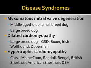  Myxomatous mitral valve degeneration
 Middle aged-older small breed dog
 Large breed dog
 Dilated cardiomyopathy
 Large breed dog – GSD, Boxer, Irish
Wolfhound, Doberman
 Hypertrophic cardiomyopathy
 Cats – Maine Coon, Ragdoll, Bengal, British
Shorthair, American Shorthair, DSH
 