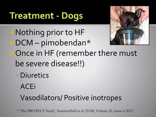  Nothing prior to HF
 DCM – pimobendan*
 Once in HF (remember there must
be severe disease!!)
 Diuretics
 ACEi
 Vasodilators/ Positive inotropes
* ‘The PROTECT Study’, Summerfield et al. JVIM, Volume 26, Issue 6 2012
 
