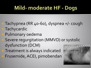 Tachypnea (RR 40-60), dyspnea +/- cough
 Tachycardic
 Pulmonary oedema
 Severe regurgitation (MMVD) or systolic
dysfunction (DCM)
 Treatment is always indicated
 Frusemide, ACEI, pimobendan
 