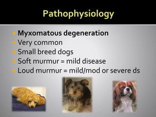  Myxomatous degeneration
 Very common
 Small breed dogs
 Soft murmur = mild disease
 Loud murmur = mild/mod or severe ds
 