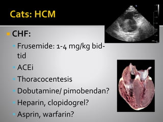  CHF:
 Frusemide: 1-4 mg/kg bid-
tid
 ACEi
 Thoracocentesis
 Dobutamine/ pimobendan?
 Heparin, clopidogrel?
 Asprin, warfarin?
 