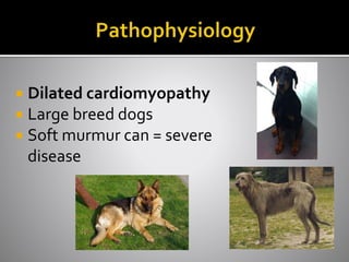  Dilated cardiomyopathy
 Large breed dogs
 Soft murmur can = severe
disease
 