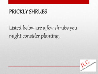 PRICKLY SHRUBS

Listed below are a few shrubs you
might consider planting.
 