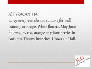 A) PYRACANTHA
Large evergreen shrubs suitable for wall
training or hedge. White flowers. May-June
followed by red, orange or yellow berries in
Autumn. Thorny branches. Grows 2-4" tall.
 