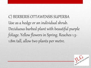 C) BERBERIS OTTAWENSIS SUPERBA
Use as a hedge or an individual shrub.
Deciduous barbed plant with beautiful purple
foliage. Yellow flowers in Spring. Reaches 1.5-
1.8m tall, allow two plants per metre.
 