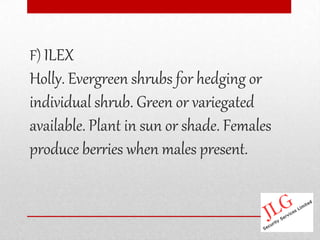F) ILEX
Holly. Evergreen shrubs for hedging or
individual shrub. Green or variegated
available. Plant in sun or shade. Females
produce berries when males present.
 