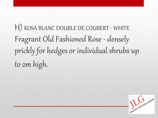 H) ROSA BLANC DOUBLE DE COUBERT - WHITE
Fragrant Old Fashioned Rose - densely
prickly for hedges or individual shrubs up
to 2m high.
 