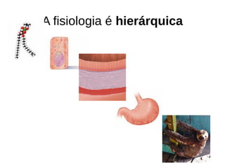 A fisiologia é hierárquica
 