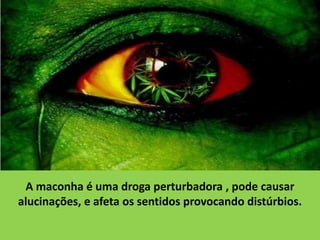 A maconha é uma droga perturbadora , pode causar
alucinações, e afeta os sentidos provocando distúrbios.
 