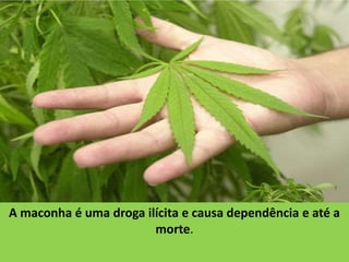 A maconha é uma droga ilícita e causa dependência e até a
                        morte.
 