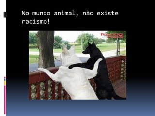 No mundo animal, não existe
racismo!
 