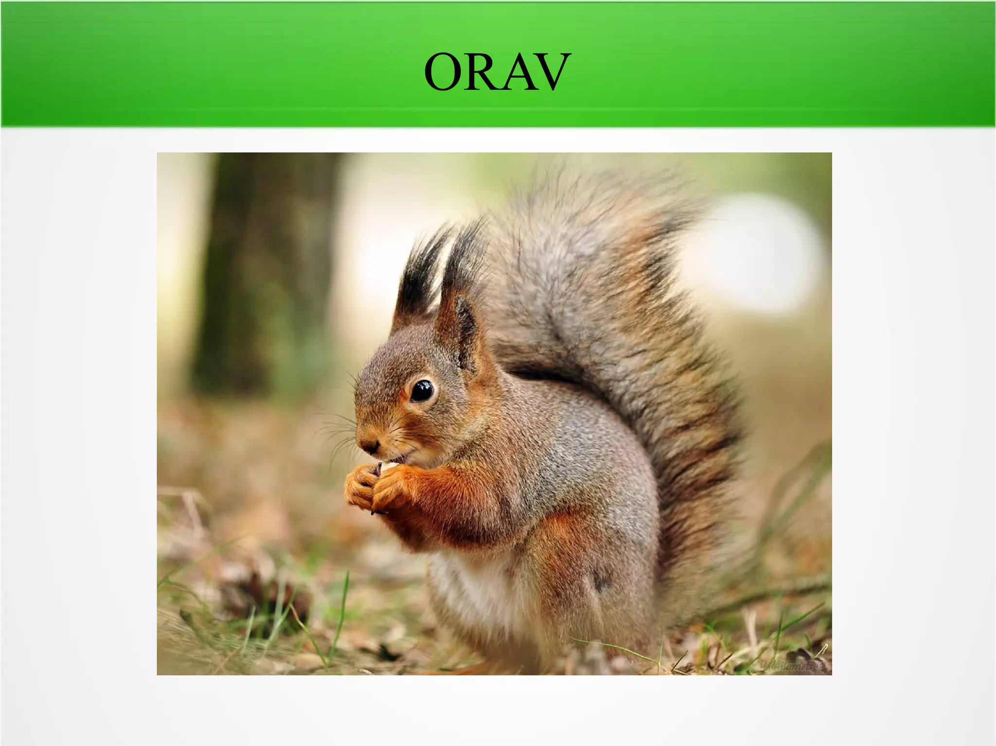 ORAV