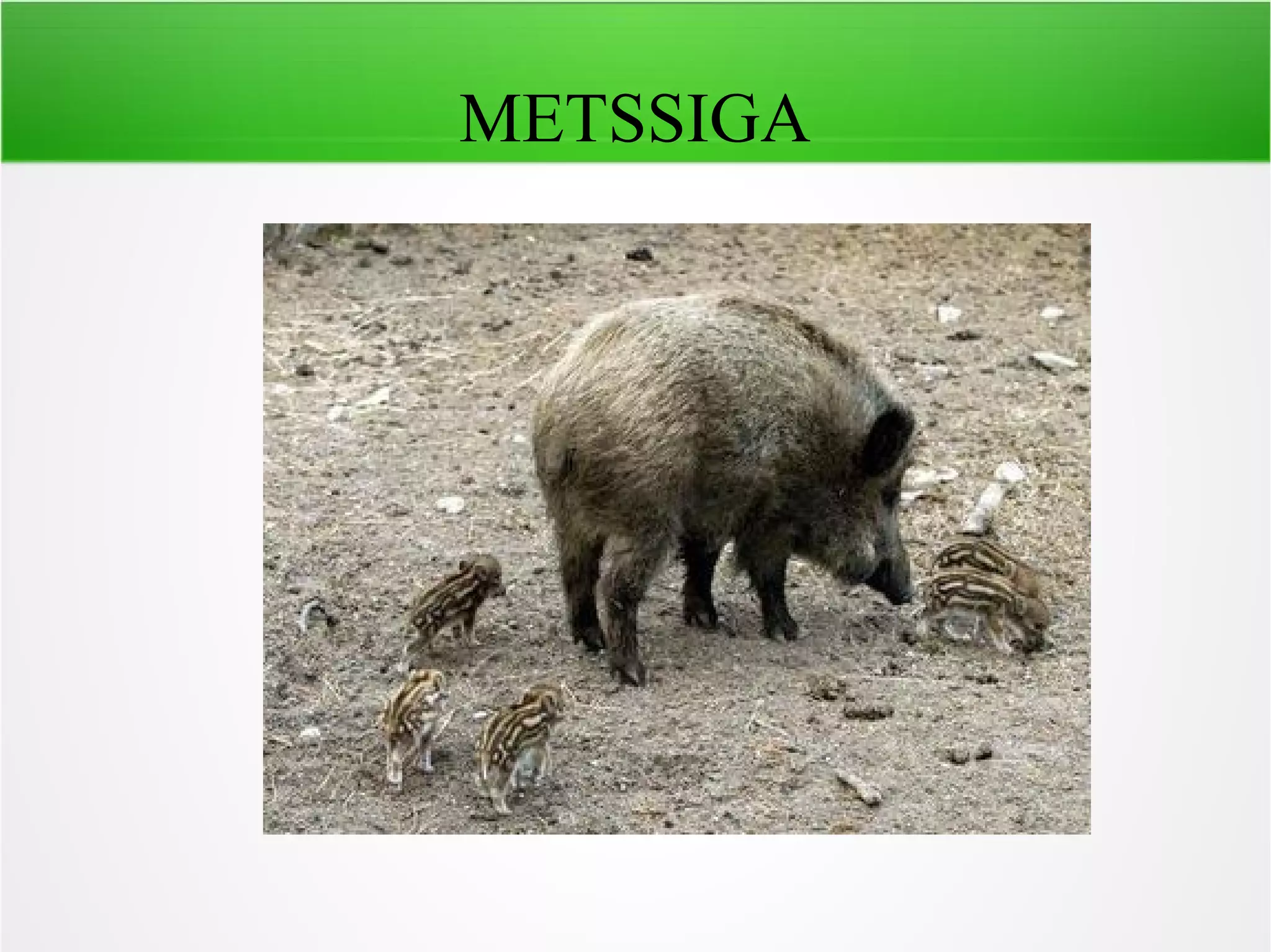 METSSIGA