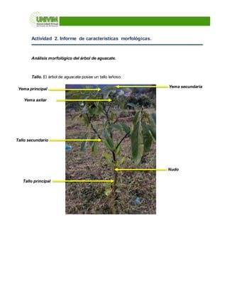 Actividad 2. Informe de características morfológicas.
Análisis morfológico del árbol de aguacate.
Tallo. El árbol de aguacate posee un tallo leñoso.
Tallo principal
Tallo secundario
Nudo
Yema principal
Yema secundaria
Yema axilar
 