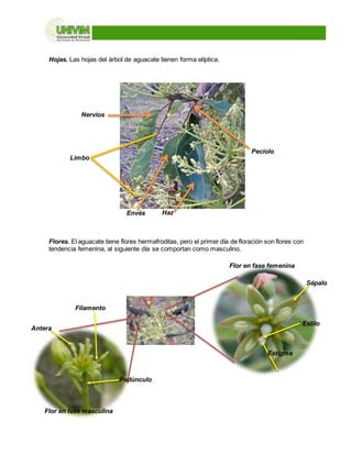 Hojas. Las hojas del árbol de aguacate tienen forma elíptica.
Flores. El aguacate tiene flores hermafroditas, pero el primer día de floración son flores con
tendencia femenina, al siguiente día se comportan como masculino.
Limbo
Envés Haz
Nervios
Peciolo
Flor en fase femenina
Flor en fase masculina
Sépalo
Pedúnculo
Antera
Filamento
Estigma
Estilo
 