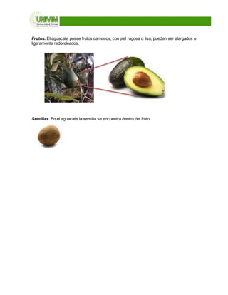 Frutos. El aguacate posee frutos carnosos, con piel rugosa o lisa, pueden ser alargados o
ligeramente redondeados.
Semillas. En el aguacate la semilla se encuentra dentro del fruto.
 