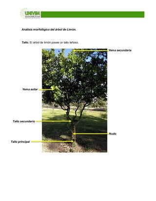 Análisis morfológico del árbol de Limón.
Tallo. El árbol de limón posee un tallo leñoso.
Tallo principal
Tallo secundario
Nudo
Yema secundaria
Yema axilar
 