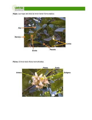 Hojas. Las hojas del árbol de limón tienen forma elíptica.
Flores. El limón tiene flores hermafroditas.
Limbo
Envés
Haz
Nervios
Peciolo
Pétalo
Antera Estigma
Estilo
 