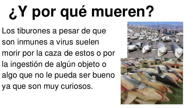 Porque El Tiburon Es Inmune Al Cancer