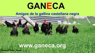 GANECA
Amigos de la gallina castellana negra
www.ganeca.org
José Luis Yustos - Ganeca
 