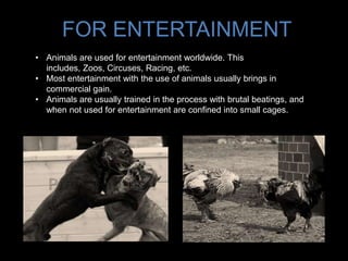 FOR ENTERTAINMENT
• Animals are used for entertainment worldwide. This
includes, Zoos, Circuses, Racing, etc.
• Most entertainment with the use of animals usually brings in
commercial gain.
• Animals are usually trained in the process with brutal beatings, and
when not used for entertainment are confined into small cages.
 