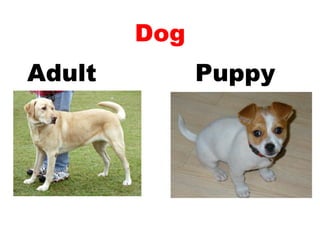 Teaching English Conversation