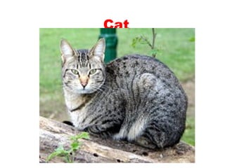 Teaching English Conversation