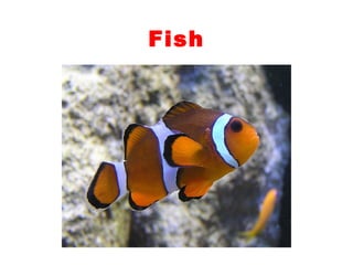 Teaching English Conversation